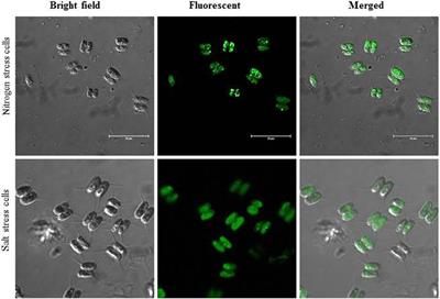 Major Lipid Body Protein: A Conserved Structural Component of Lipid Body Accumulated during Abiotic Stress in S. quadricauda CASA-CC202